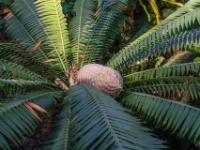 Riesendioon oder Gummipalme aus Mexiko